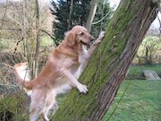 a tree and a dog (and a trog?)